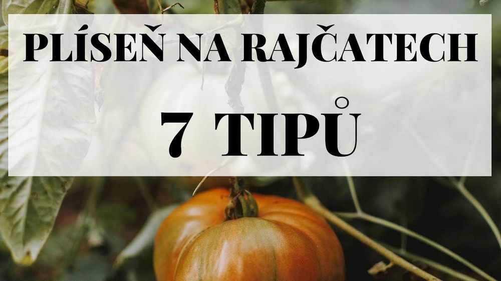 Pěstování třešňových rajčat: tipy a triky pro zahradníky Pěstování třešňových rajčat: tipy a triky pro zahradníky