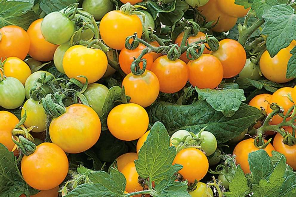 Pěstování třešňových rajčat: tipy a triky pro zahradníky Pěstování třešňových rajčat: tipy a triky pro zahradníky