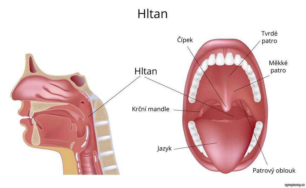 Hltan a hrtan příznaky, příčiny a léčba | Návod a rady Hltan a hrtan příznaky, příčiny a léčba | Návod a rady