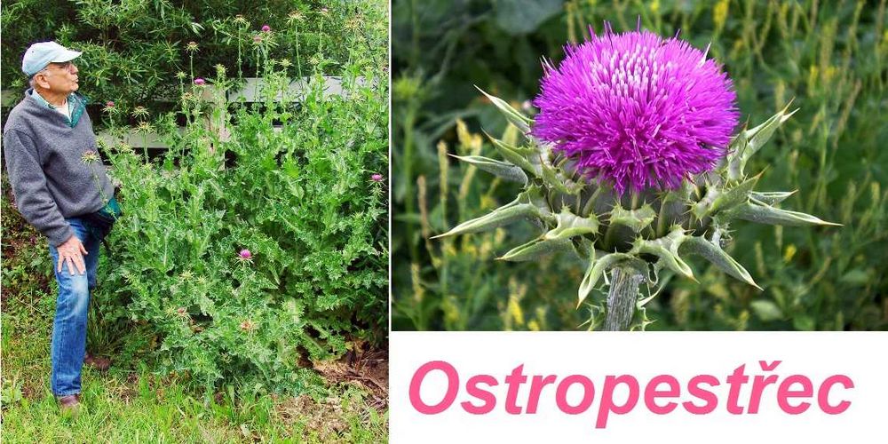 Ostropestřec nežádoucí účinky - jak se jim vyhnout