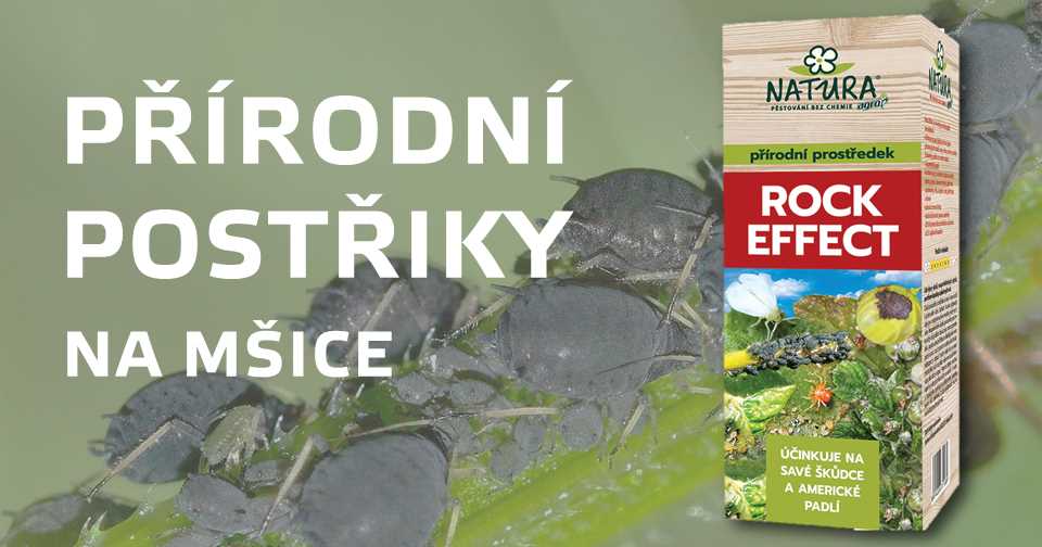 Postřik na mšice z octa - účinný a přírodní způsob jak se zbavit škůdců Postřik na mšice z octa - účinný a přírodní způsob jak se zbavit škůdců