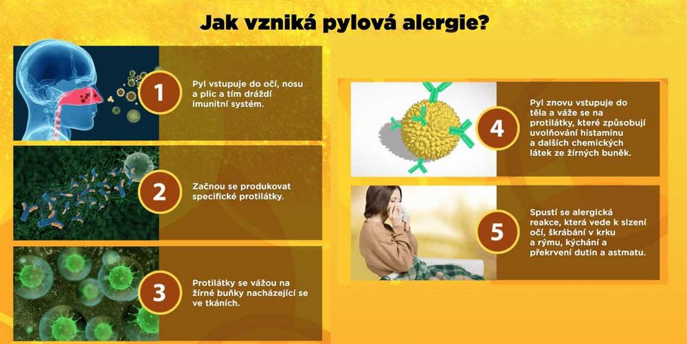 Alergie na med - příznaky, příčiny a léčba | Návod a rady Alergie na med - příznaky, příčiny a léčba | Návod a rady