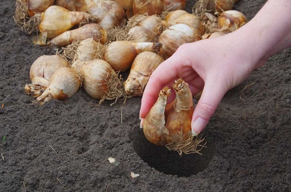 Jak a kde sázet cibuli - tipy a rady
