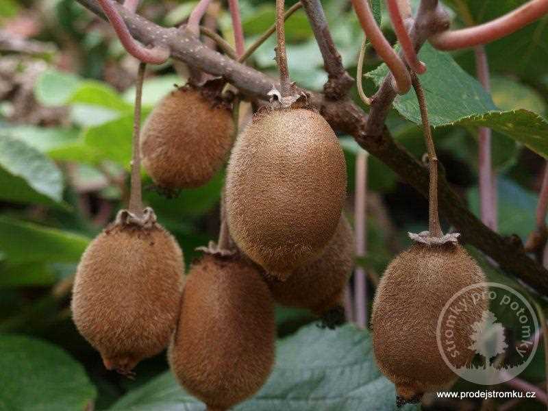 Samosprašný kiwi pěstování: jak pěstovat samosprašný kiwi ve své zahradě Samosprašný kiwi pěstování: jak pěstovat samosprašný kiwi ve své zahradě