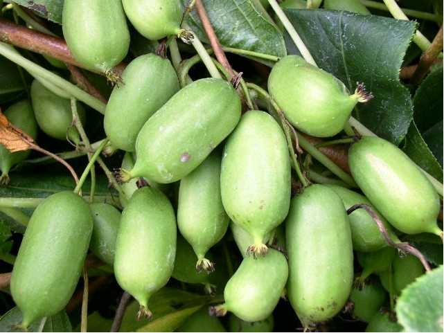 Samosprašný kiwi pěstování: jak pěstovat samosprašný kiwi ve své zahradě Samosprašný kiwi pěstování: jak pěstovat samosprašný kiwi ve své zahradě